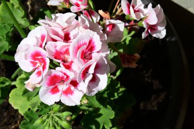 Yaz bahçesindeki güzel çiçeklerin yakın plan görüntüsü, doğa konsepti arka plan