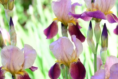 Bahçede Iris, güzel çiçekler kapanıyor. 