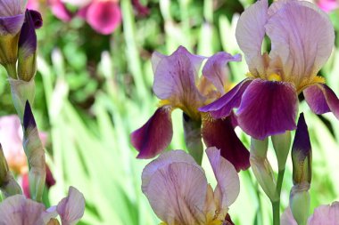 Bahçede Iris, güzel çiçekler kapanıyor. 
