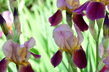 Bahçede Iris, güzel çiçekler kapanıyor. 