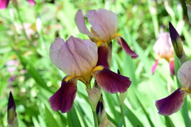Bahçede Iris, güzel çiçekler kapanıyor. 