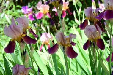 Bahçede Iris, güzel çiçekler kapanıyor. 