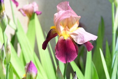 Bahçede Iris, güzel çiçekler kapanıyor. 