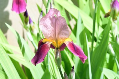 Bahçede Iris, güzel çiçekler kapanıyor. 
