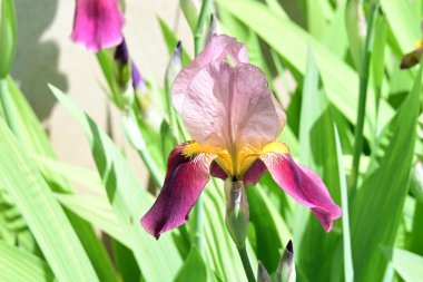 Bahçede Iris, güzel çiçekler kapanıyor. 