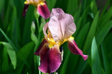 Bahçede Iris, güzel çiçekler kapanıyor. 