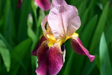 Bahçede Iris, güzel çiçekler kapanıyor. 