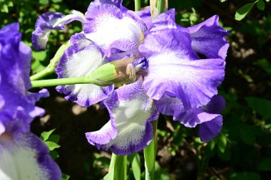 Bahçede Iris, güzel çiçekler kapanıyor. 