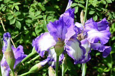 Bahçede Iris, güzel çiçekler kapanıyor. 