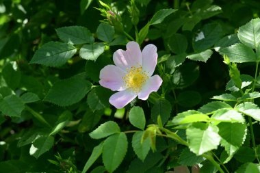 Yaz bahçesindeki güzel çiçeklerin yakın plan görüntüsü, doğa konsepti arka plan