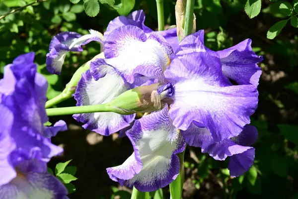 Bahçede Iris, güzel çiçekler kapanıyor. 