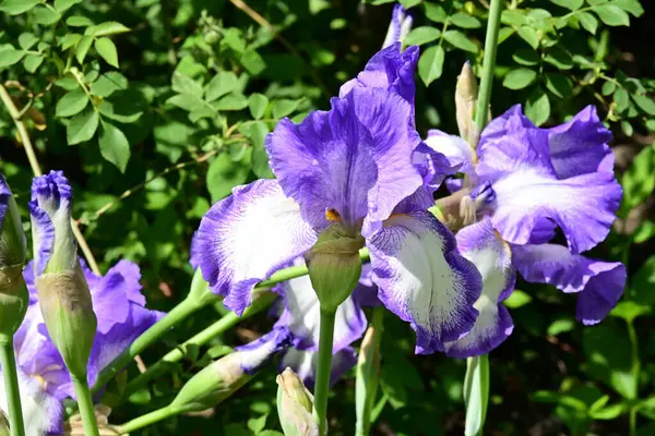 Bahçede Iris, güzel çiçekler kapanıyor. 