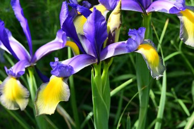 Bahçede Iris, güzel çiçekler kapanıyor. 