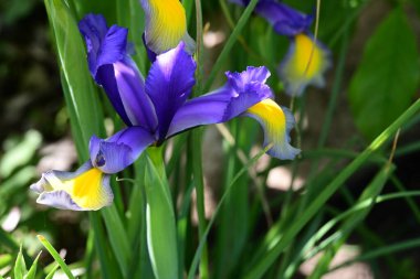 Bahçede Iris, güzel çiçekler kapanıyor. 