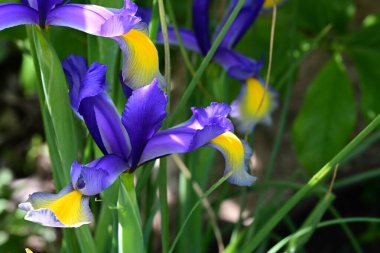 Bahçede Iris, güzel çiçekler kapanıyor. 