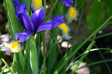 Bahçede Iris, güzel çiçekler kapanıyor. 