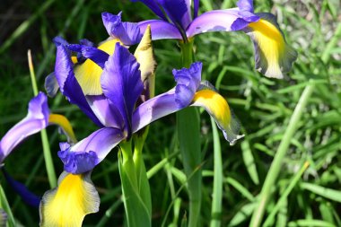 Bahçede Iris, güzel çiçekler kapanıyor. 