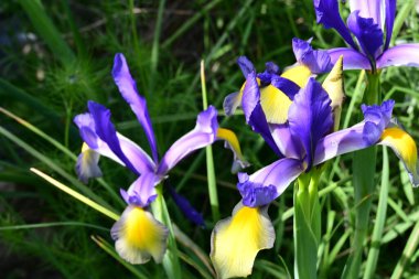 Bahçede Iris, güzel çiçekler kapanıyor. 