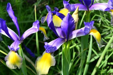 Bahçede Iris, güzel çiçekler kapanıyor. 