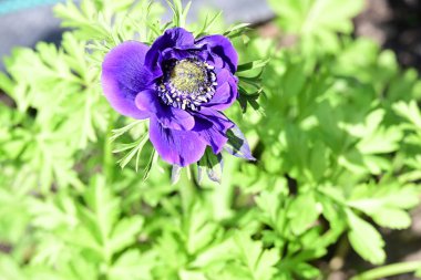 Güneşli yaz gününde bahçede yetişen güzel çiçekler. 