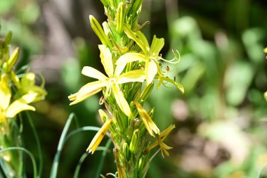 Yaz bahçesindeki güzel çiçeklerin yakın plan görüntüsü, doğa konsepti arka plan