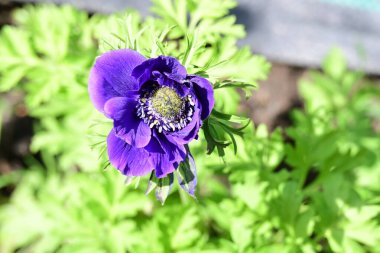 Güneşli yaz gününde bahçede yetişen güzel çiçekler. 