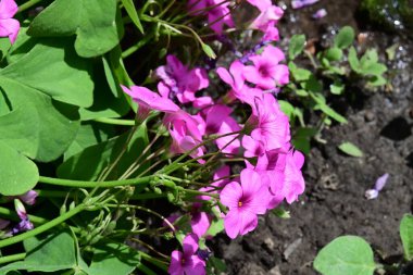 Yaz bahçesindeki güzel çiçeklerin yakın plan görüntüsü, doğa konsepti arka plan