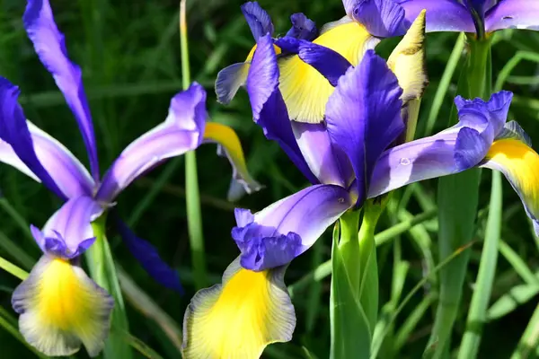 Bahçede Iris, güzel çiçekler kapanıyor. 