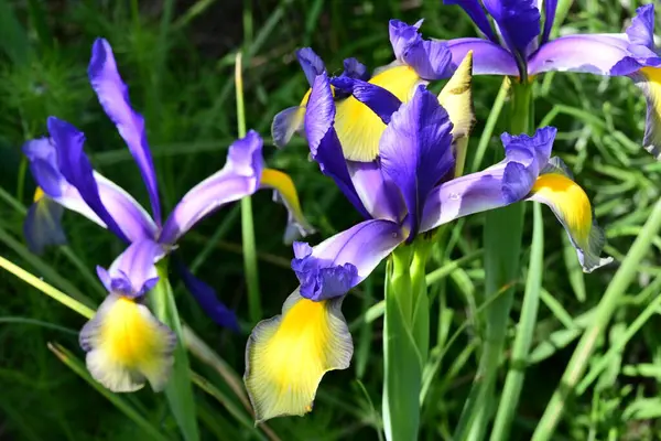 Bahçede Iris, güzel çiçekler kapanıyor. 