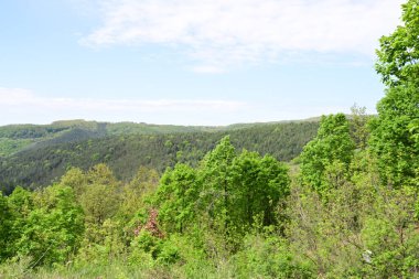 Güneşli bir dağ ormanı sahnesi Bir yaz gününden.