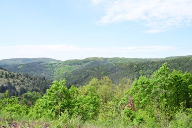 Öğle vakti bir dağ ormanının manzaralı bir görüntüsü..