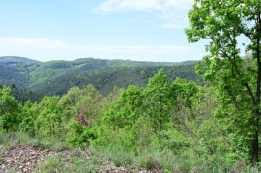 Ormanın kalbinde bir yaz günü yakalandı..