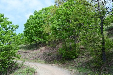 Ormanın kalbinde bir yaz günü yakalandı..