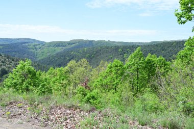 Yaz aylarında bir dağ ormanının sakin gündüz fotoğrafı..