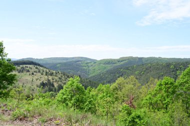 Dağlardaki zengin yaz tonlarıyla dolu gündüz ormanı