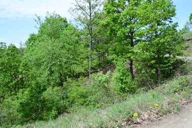 Yaz aylarında bir dağ ormanının sakin gündüz fotoğrafı..