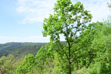 Ormanın göbeğinde bir yaz günü..