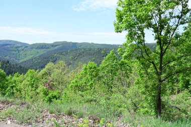 Yaz aylarında bir dağ ormanının sakin gündüz fotoğrafı..