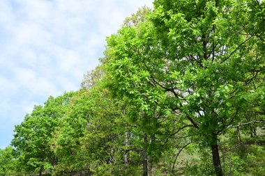 Ormanın göbeğinde bir yaz günü..