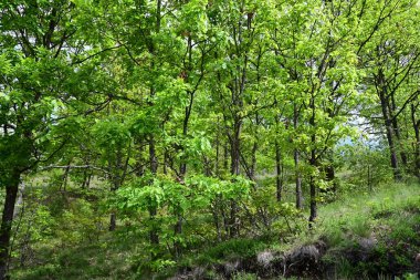 Öğle vakti bir dağ ormanının manzaralı bir görüntüsü..