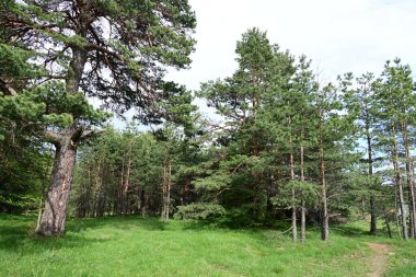 Yaz mevsiminde yeşil bir dağ ormanının gün ortası manzarası.