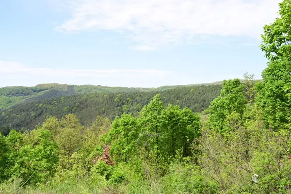 Güneşli bir dağ ormanı sahnesi Bir yaz gününden.