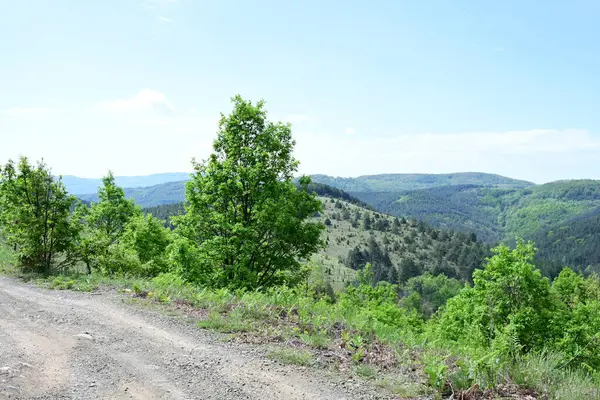 Güneşli bir dağ ormanı sahnesi Bir yaz gününden.