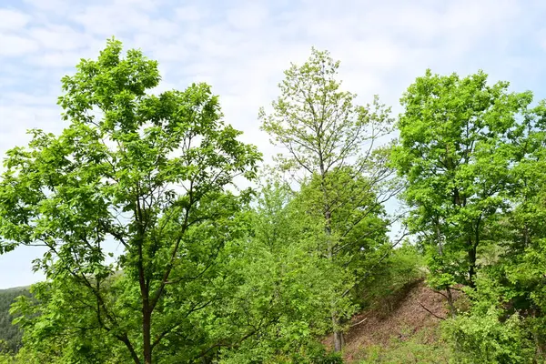 Güneşli bir dağ ormanı sahnesi Bir yaz gününden.