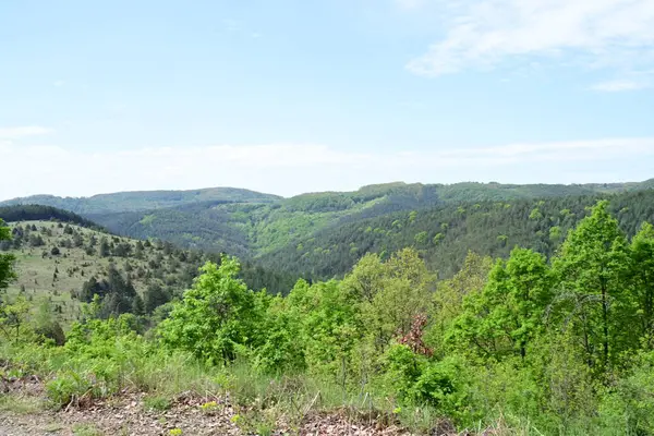 Güneşli bir dağ ormanı sahnesi Bir yaz gününden.