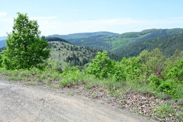 Dağlardaki zengin yaz tonlarıyla dolu gündüz ormanı
