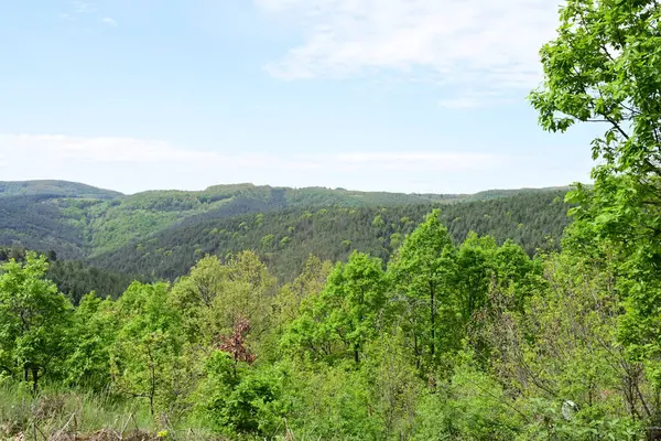 Dağlardaki zengin yaz tonlarıyla dolu gündüz ormanı