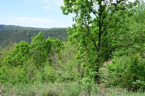 Yaz mevsiminde yeşil bir dağ ormanının gün ortası manzarası.