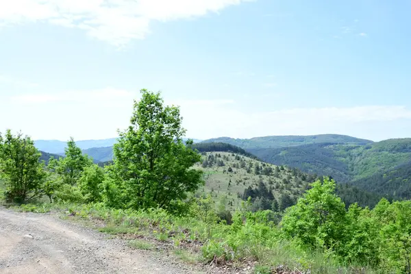 Dağlardaki zengin yaz tonlarıyla dolu gündüz ormanı