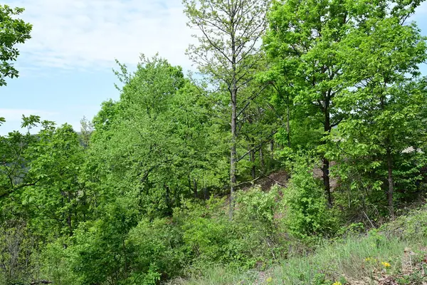 Yaz mevsiminde yeşil bir dağ ormanının gün ortası manzarası.